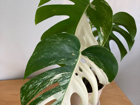 Peikonlehti variegata, Kasvit ja siemenet, Piha ja puutarha, Lappeenranta, Tori.fi Peikonlehti variegata, Kasvit ja siemenet, Piha ja puutarha, Lappeenranta, Tori.fi