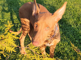 Podenco Canario, Koirat, Lemmikkieläimet, Imatra, Tori.fi Podenco Canario, Koirat, Lemmikkieläimet, Imatra, Tori.fi