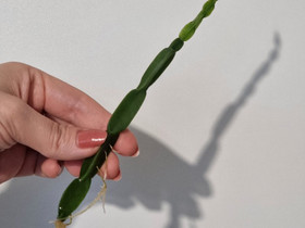 Rhipsalis paradoxa pistokas, Kasvit ja siemenet, Piha ja puutarha, Vantaa, Tori.fi Rhipsalis paradoxa pistokas, Kasvit ja siemenet, Piha ja puutarha, Vantaa, Tori.fi