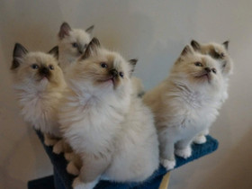 Ragdoll, Kissat, Lemmikkieläimet, Kouvola, Tori.fi Ragdoll, Kissat, Lemmikkieläimet, Kouvola, Tori.fi
