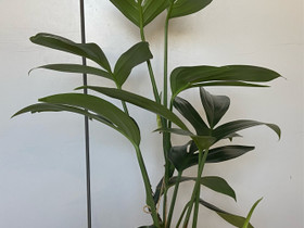 Rhaphidophora decursiva, Kasvit ja siemenet, Piha ja puutarha, Joensuu, Tori.fi Rhaphidophora decursiva, Kasvit ja siemenet, Piha ja puutarha, Joensuu, Tori.fi