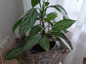 Kukka.(kirjovehka), Kasvit ja siemenet, Piha ja puutarha, Joensuu, Tori.fi Kukka.(kirjovehka), Kasvit ja siemenet, Piha ja puutarha, Joensuu, Tori.fi