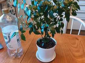 Chili ruukussa, Kasvit ja siemenet, Piha ja puutarha, Oulu, Tori.fi Chili ruukussa, Kasvit ja siemenet, Piha ja puutarha, Oulu, Tori.fi
