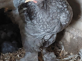 Brahma kana ja kukko, Muut eläimet, Lemmikkieläimet, Tuusula, Tori.fi Brahma kana ja kukko, Muut eläimet, Lemmikkieläimet, Tuusula, Tori.fi