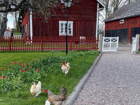 Talo maalta Joutsenosta, Myytävät asunnot, Asunnot, Lappeenranta, Tori.fi Talo maalta Joutsenosta, Myytävät asunnot, Asunnot, Lappeenranta, Tori.fi