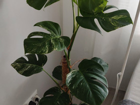 Variegata peikonlehti JUURAKKO+PISTOKKAITA, Kasvit ja siemenet, Piha ja puutarha, Oulu, Tori.fi Variegata peikonlehti JUURAKKO+PISTOKKAITA, Kasvit ja siemenet, Piha ja puutarha, Oulu, Tori.fi
