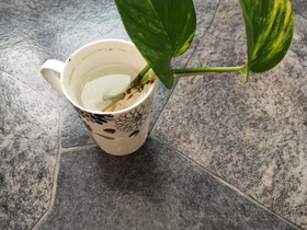 Kultaköynnöksen pistokas, Kasvit ja siemenet, Piha ja puutarha, Mikkeli, Tori.fi Kultaköynnöksen pistokas, Kasvit ja siemenet, Piha ja puutarha, Mikkeli, Tori.fi