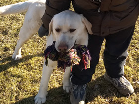 Labradorinnoutaja uros, Koirat, Lemmikkieläimet, Loppi, Tori.fi Labradorinnoutaja uros, Koirat, Lemmikkieläimet, Loppi, Tori.fi