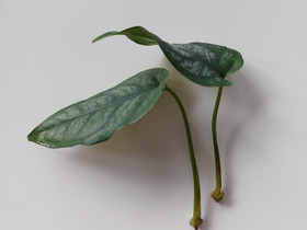 Monstera siltepecana pistokas, Kasvit ja siemenet, Piha ja puutarha, Joensuu, Tori.fi Monstera siltepecana pistokas, Kasvit ja siemenet, Piha ja puutarha, Joensuu, Tori.fi