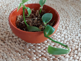 Vanilja orkidea/vanilla planifolia, Kasvit ja siemenet, Piha ja puutarha, Joensuu, Tori.fi Vanilja orkidea/vanilla planifolia, Kasvit ja siemenet, Piha ja puutarha, Joensuu, Tori.fi