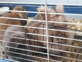Pupu kolmikko varusteineen, Jyrsijät, Lemmikkieläimet, Kirkkonummi, Tori.fi Pupu kolmikko varusteineen, Jyrsijät, Lemmikkieläimet, Kirkkonummi, Tori.fi