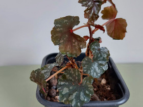 Begonia dregein, Kasvit ja siemenet, Piha ja puutarha, Joensuu, Tori.fi Begonia dregein, Kasvit ja siemenet, Piha ja puutarha, Joensuu, Tori.fi