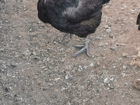 Muniva kana, Muut eläimet, Lemmikkieläimet, Hollola, Tori.fi Muniva kana, Muut eläimet, Lemmikkieläimet, Hollola, Tori.fi