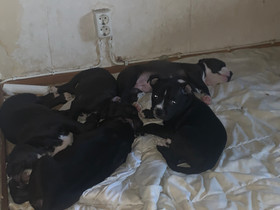 Koiranpentuja (Amstaff/Pitbull), Koirat, Lemmikkieläimet, Tohmajärvi, Tori.fi Koiranpentuja (Amstaff/Pitbull), Koirat, Lemmikkieläimet, Tohmajärvi, Tori.fi