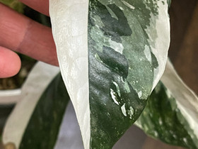 Epipremnum Pinnatum variegata, Kasvit ja siemenet, Piha ja puutarha, Nivala, Tori.fi Epipremnum Pinnatum variegata, Kasvit ja siemenet, Piha ja puutarha, Nivala, Tori.fi