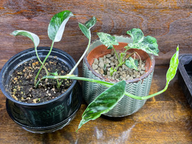 Epipremnum Pinnatum Variegata & Mottled mojito, Kasvit ja siemenet, Piha ja puutarha, Nivala, Tori.fi Epipremnum Pinnatum Variegata & Mottled mojito, Kasvit ja siemenet, Piha ja puutarha, Nivala, Tori.fi