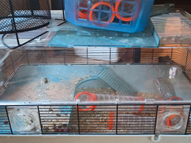 Hamsterille Duna, Muut eläintarvikkeet, Lemmikkieläimet, Espoo, Tori.fi Hamsterille Duna, Muut eläintarvikkeet, Lemmikkieläimet, Espoo, Tori.fi