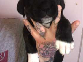 Cane Corso mix Narttupentu, Koirat, Lemmikkieläimet, Kärsämäki, Tori.fi Cane Corso mix Narttupentu, Koirat, Lemmikkieläimet, Kärsämäki, Tori.fi
