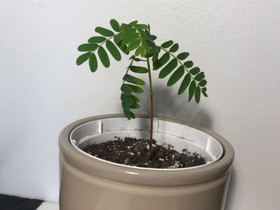 Tamarind, Kasvit ja siemenet, Piha ja puutarha, Lappeenranta, Tori.fi Tamarind, Kasvit ja siemenet, Piha ja puutarha, Lappeenranta, Tori.fi