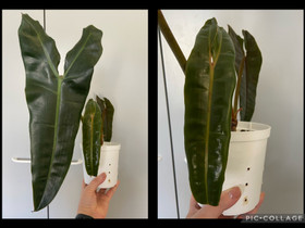 Philodendron Billietiae, Kasvit ja siemenet, Piha ja puutarha, Joensuu, Tori.fi Philodendron Billietiae, Kasvit ja siemenet, Piha ja puutarha, Joensuu, Tori.fi