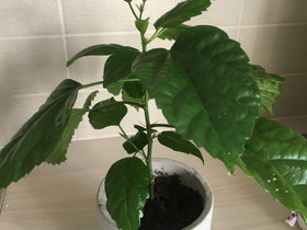 Kiinanruusun alku, Muu piha ja puutarha, Piha ja puutarha, Mikkeli, Tori.fi Kiinanruusun alku, Muu piha ja puutarha, Piha ja puutarha, Mikkeli, Tori.fi