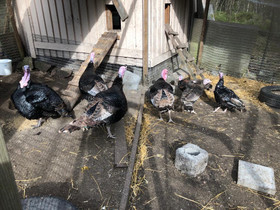 Musta- ja pronssikalkkunoita, Muut eläimet, Lemmikkieläimet, Inkoo, Tori.fi Musta- ja pronssikalkkunoita, Muut eläimet, Lemmikkieläimet, Inkoo, Tori.fi