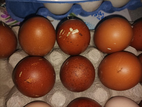 Marans siitosmunat, Muut eläimet, Lemmikkieläimet, Hyvinkää, Tori.fi Marans siitosmunat, Muut eläimet, Lemmikkieläimet, Hyvinkää, Tori.fi