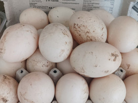Risteytys ankkojen munia, Muut eläimet, Lemmikkieläimet, Hyvinkää, Tori.fi Risteytys ankkojen munia, Muut eläimet, Lemmikkieläimet, Hyvinkää, Tori.fi