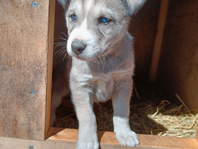 Siperianhuskyn pentuja, Koirat, Lemmikkieläimet, Pomarkku, Tori.fi Siperianhuskyn pentuja, Koirat, Lemmikkieläimet, Pomarkku, Tori.fi