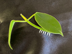 Hoya Ciliata, Kasvit ja siemenet, Piha ja puutarha, Seinäjoki, Tori.fi Hoya Ciliata, Kasvit ja siemenet, Piha ja puutarha, Seinäjoki, Tori.fi
