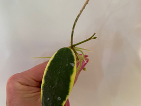 Hoya Verticillata albomarginata, Kasvit ja siemenet, Piha ja puutarha, Seinäjoki, Tori.fi Hoya Verticillata albomarginata, Kasvit ja siemenet, Piha ja puutarha, Seinäjoki, Tori.fi