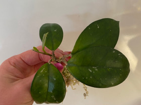 Hoya Carnosa, Kasvit ja siemenet, Piha ja puutarha, Seinäjoki, Tori.fi Hoya Carnosa, Kasvit ja siemenet, Piha ja puutarha, Seinäjoki, Tori.fi