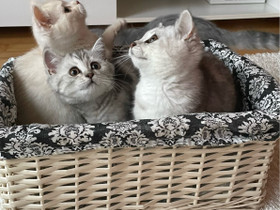 Kissanpennut, Kissat, Lemmikkieläimet, Rauma, Tori.fi Kissanpennut, Kissat, Lemmikkieläimet, Rauma, Tori.fi