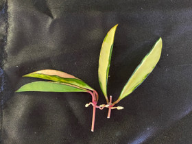 Hoya Wayetii variegata, Kasvit ja siemenet, Piha ja puutarha, Seinäjoki, Tori.fi Hoya Wayetii variegata, Kasvit ja siemenet, Piha ja puutarha, Seinäjoki, Tori.fi