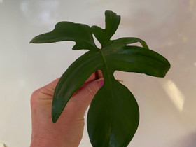 Philodendron florida, Kasvit ja siemenet, Piha ja puutarha, Seinäjoki, Tori.fi Philodendron florida, Kasvit ja siemenet, Piha ja puutarha, Seinäjoki, Tori.fi