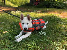 K9 pelastusliivi, 35cm / n. 10kg, Koirien tarvikkeet, Lemmikkieläimet, Vantaa, Tori.fi K9 pelastusliivi, 35cm / n. 10kg, Koirien tarvikkeet, Lemmikkieläimet, Vantaa, Tori.fi