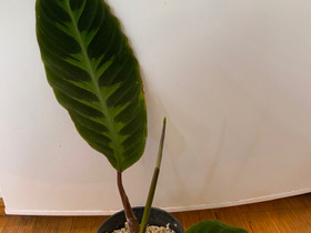 Calathea Warscewizii, Kasvit ja siemenet, Piha ja puutarha, Seinäjoki, Tori.fi Calathea Warscewizii, Kasvit ja siemenet, Piha ja puutarha, Seinäjoki, Tori.fi