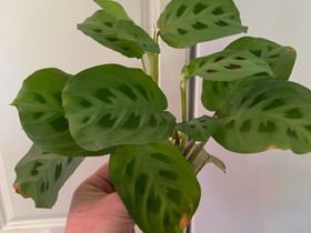 Maranta kerchoveana, Kasvit ja siemenet, Piha ja puutarha, Seinäjoki, Tori.fi Maranta kerchoveana, Kasvit ja siemenet, Piha ja puutarha, Seinäjoki, Tori.fi