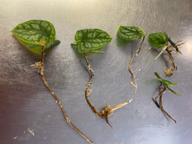 Monstera dubia, Kasvit ja siemenet, Piha ja puutarha, Seinäjoki, Tori.fi Monstera dubia, Kasvit ja siemenet, Piha ja puutarha, Seinäjoki, Tori.fi