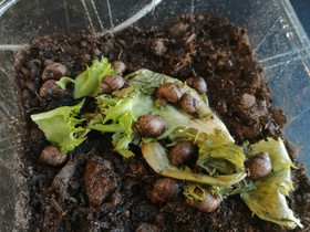 Akaatti kotiloita, Muut eläimet, Lemmikkieläimet, Helsinki, Tori.fi Akaatti kotiloita, Muut eläimet, Lemmikkieläimet, Helsinki, Tori.fi
