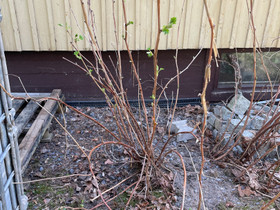 Tuoksuvatukka, Kasvit ja siemenet, Piha ja puutarha, Pirkkala, Tori.fi Tuoksuvatukka, Kasvit ja siemenet, Piha ja puutarha, Pirkkala, Tori.fi