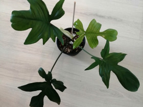 Philodendron Pedatum, Kasvit ja siemenet, Piha ja puutarha, Tampere, Tori.fi Philodendron Pedatum, Kasvit ja siemenet, Piha ja puutarha, Tampere, Tori.fi