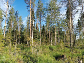Omakotitalotontti, Tontit, Sipoo, Tori.fi Omakotitalotontti, Tontit, Sipoo, Tori.fi