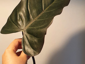 Philodendron Dark Lord pistokkaat, Kasvit ja siemenet, Piha ja puutarha, Ulvila, Tori.fi Philodendron Dark Lord pistokkaat, Kasvit ja siemenet, Piha ja puutarha, Ulvila, Tori.fi