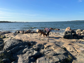 Saari Kemiönsaaren tai Paraisten eteläpuolelta, Tontit, Kemiönsaari, Tori.fi Saari Kemiönsaaren tai Paraisten eteläpuolelta, Tontit, Kemiönsaari, Tori.fi