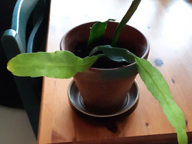 Lehtikaktus, epiphyllum, Kasvit ja siemenet, Piha ja puutarha, Helsinki, Tori.fi Lehtikaktus, epiphyllum, Kasvit ja siemenet, Piha ja puutarha, Helsinki, Tori.fi