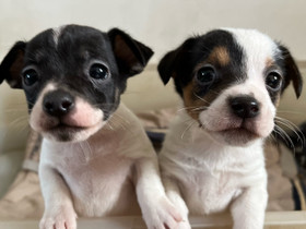 Jackrussellinterrierin pennut, Koirat, Lemmikkieläimet, Karkkila, Tori.fi Jackrussellinterrierin pennut, Koirat, Lemmikkieläimet, Karkkila, Tori.fi