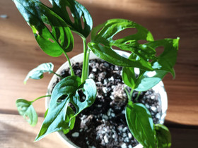 Monstera adansonii, Kasvit ja siemenet, Piha ja puutarha, Turku, Tori.fi Monstera adansonii, Kasvit ja siemenet, Piha ja puutarha, Turku, Tori.fi