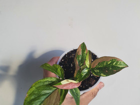 Syngonium red spot tricolor, Kasvit ja siemenet, Piha ja puutarha, Seinäjoki, Tori.fi Syngonium red spot tricolor, Kasvit ja siemenet, Piha ja puutarha, Seinäjoki, Tori.fi