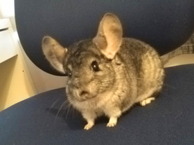 Heikki ja Heikin tarvikkeet, Jyrsijät, Lemmikkieläimet, Seinäjoki, Tori.fi Heikki ja Heikin tarvikkeet, Jyrsijät, Lemmikkieläimet, Seinäjoki, Tori.fi